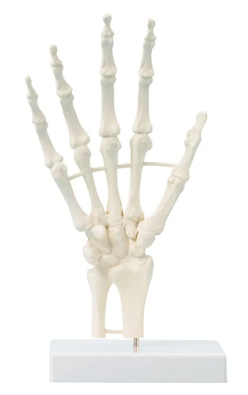 Handskelett