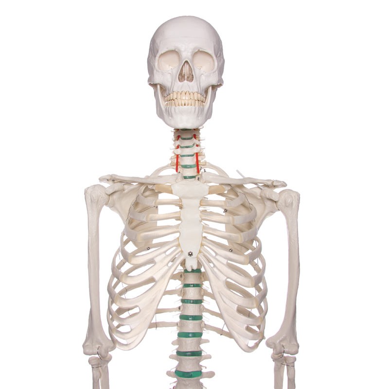 Schulskelett "Oscar"