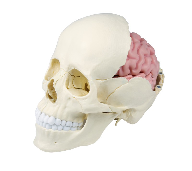 Osteopathie-Schädelmodell, Anatomische Ausführung