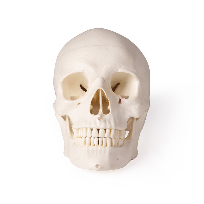 Schädelmodell für Zahnmedizin und Kieferchirurgie