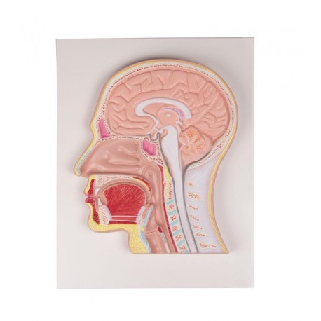 Medianschnitt des Kopfes (Reliefmodell)